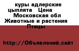  куры адлерские цыплята › Цена ­ 150 - Московская обл. Животные и растения » Птицы   